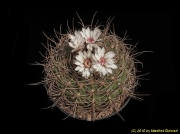 Gymnocalycium longispinum 253